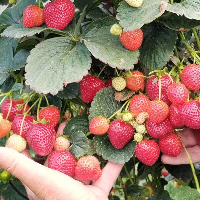 Strawberry Malling Champion Fruit Plants
