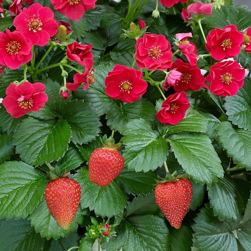 Strawberry Summer Breeze Rose F1 Plants & Easi-Plant Baskets