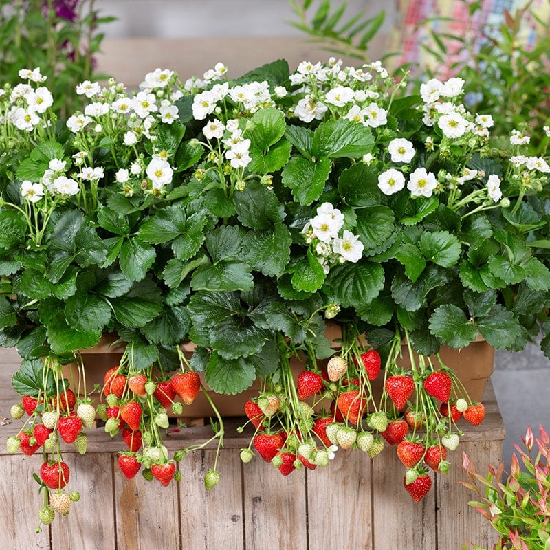 Strawberry Summer Breeze Snow F1 Plants & Easi-Plant Baskets