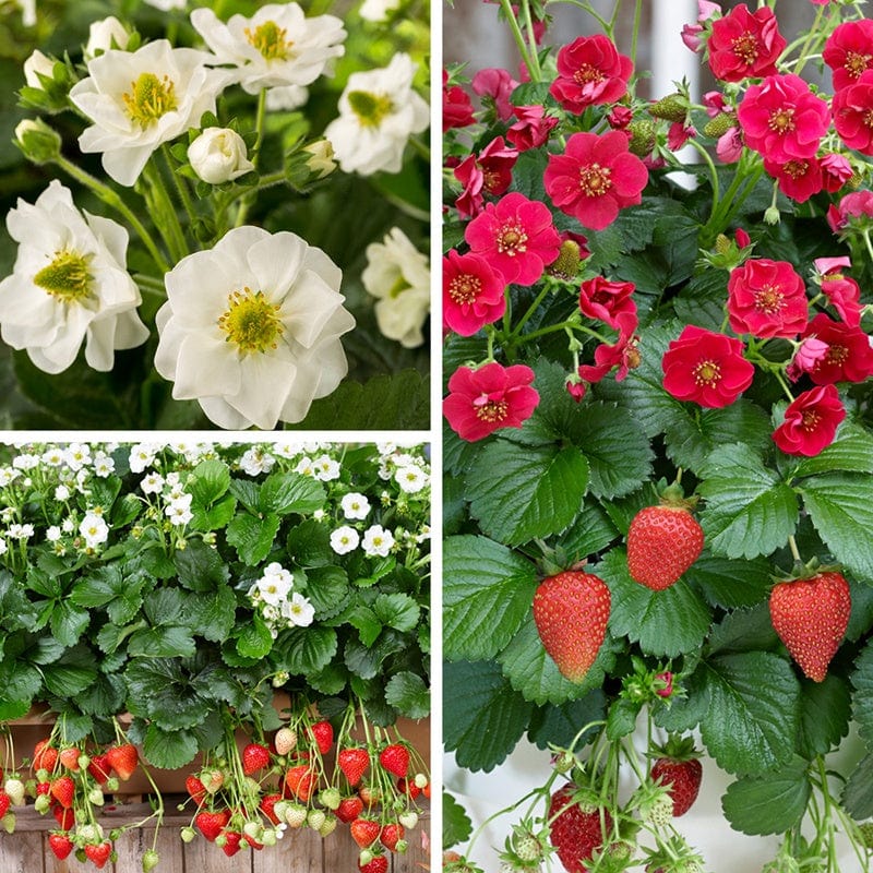Hanging Basket Strawberry Plant Collection