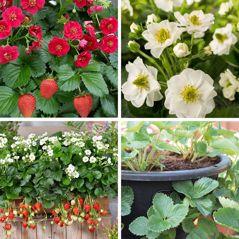 Strawberry Plant Collection & Easi-Plant Hanging Baskets