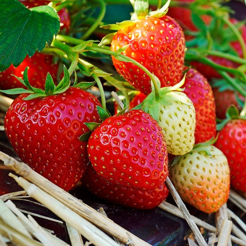 Strawberry Allegro A+ Grade Fruit Plants