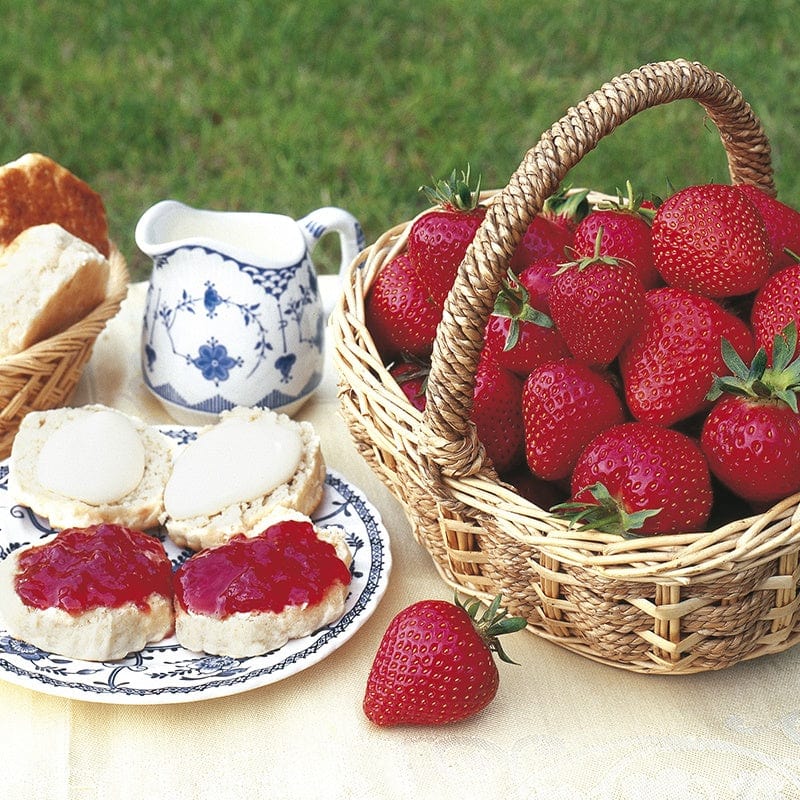 Strawberry Marshmello A+ Grade Fruit Plants