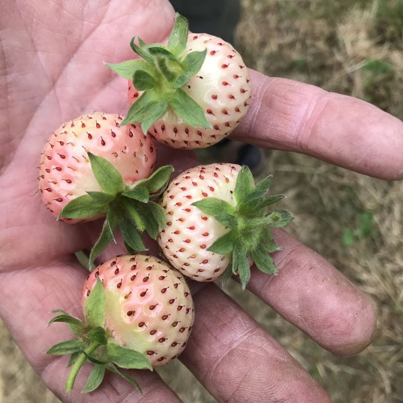 STRAWBERRY Snow White (Standard Grade)