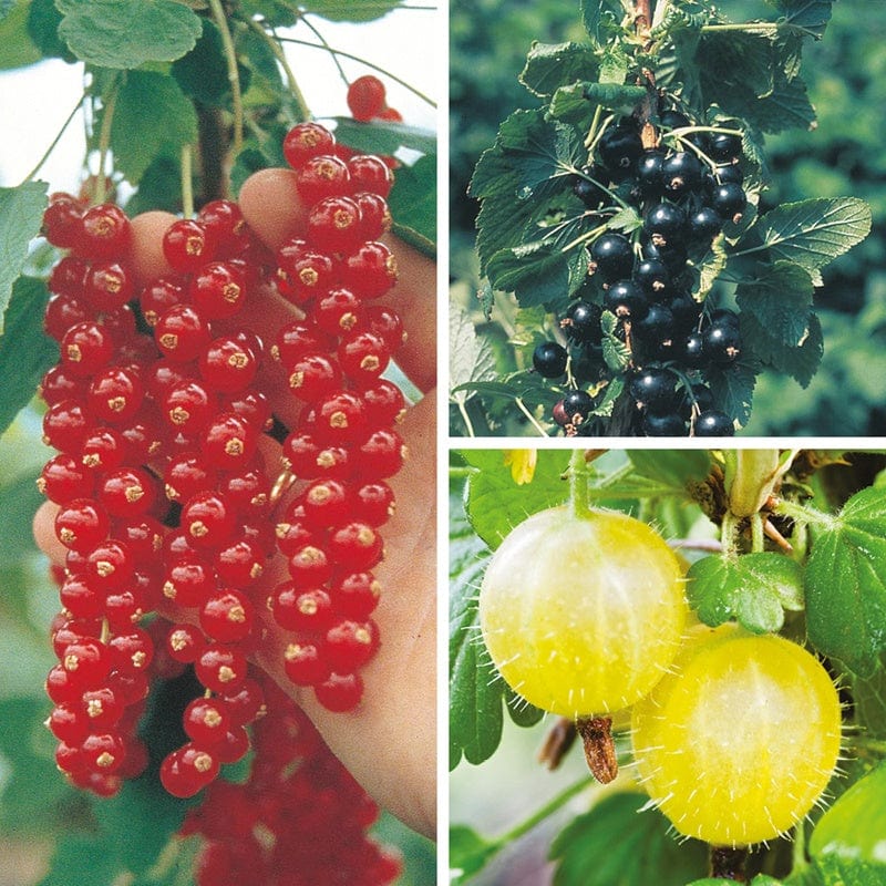Summer Pudding Soft Fruit Plant Collection