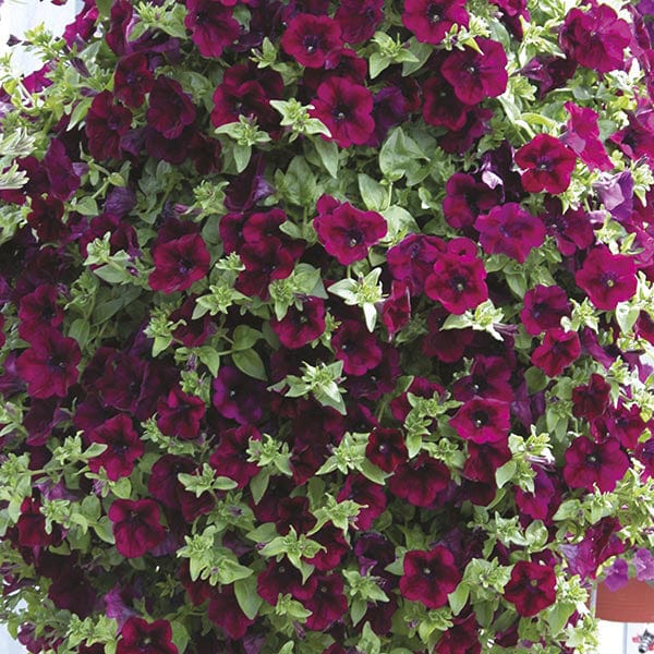 5 Young Plants Petunia Surfinia Burgundy Young Plants