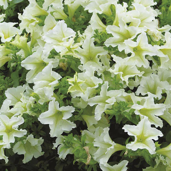 Petunia Surfinia Lime White Flower Plants