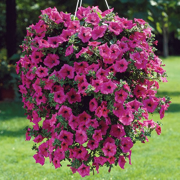 5 Young Plants Petunia Surfinia Hot Pink Young Plants