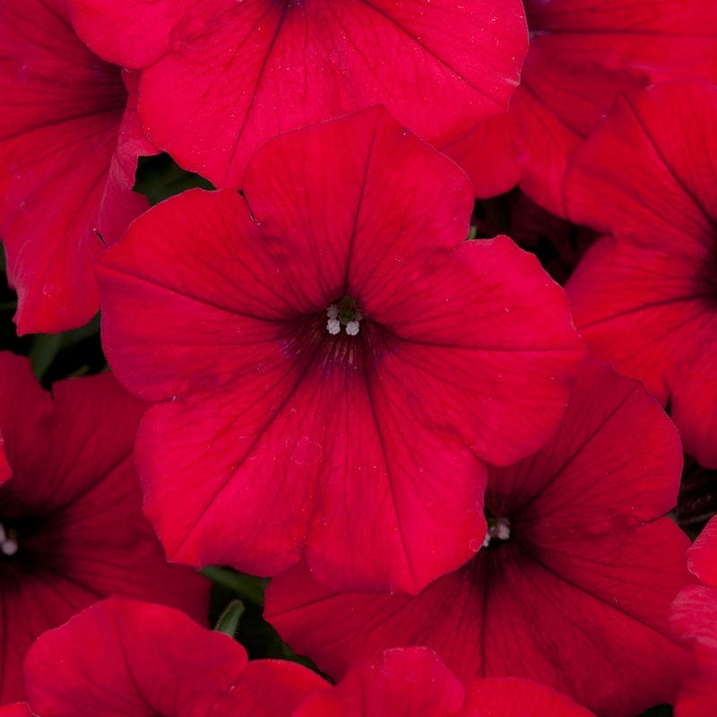 5 Young Plants Petunia Surfinia Deep Red Young Plant