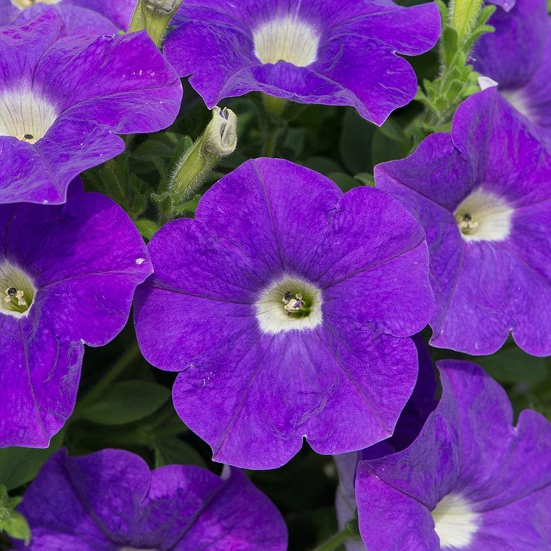 Petunia Surfinia Heavenly Blue Flower Plants