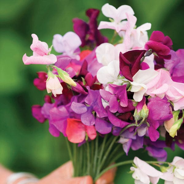 90 Plants (Supplied in trays of 30 Garden Ready Plugs) Sweet Pea Old Spice Mixed Flower Plants