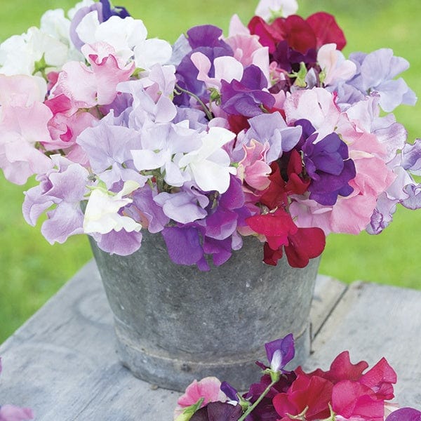 90 Plants (Supplied in trays of 30 Garden Ready Plugs) Sweet Pea Old Spice Mixed Flower Plants