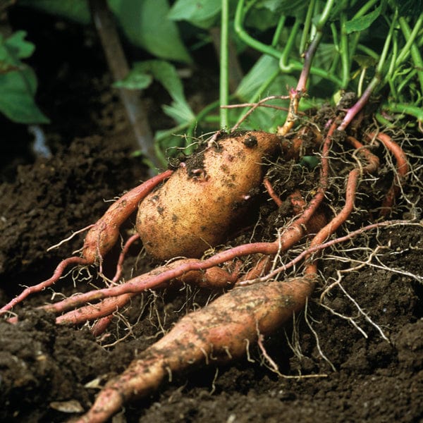 Sweet Potato Erato Violet Plants