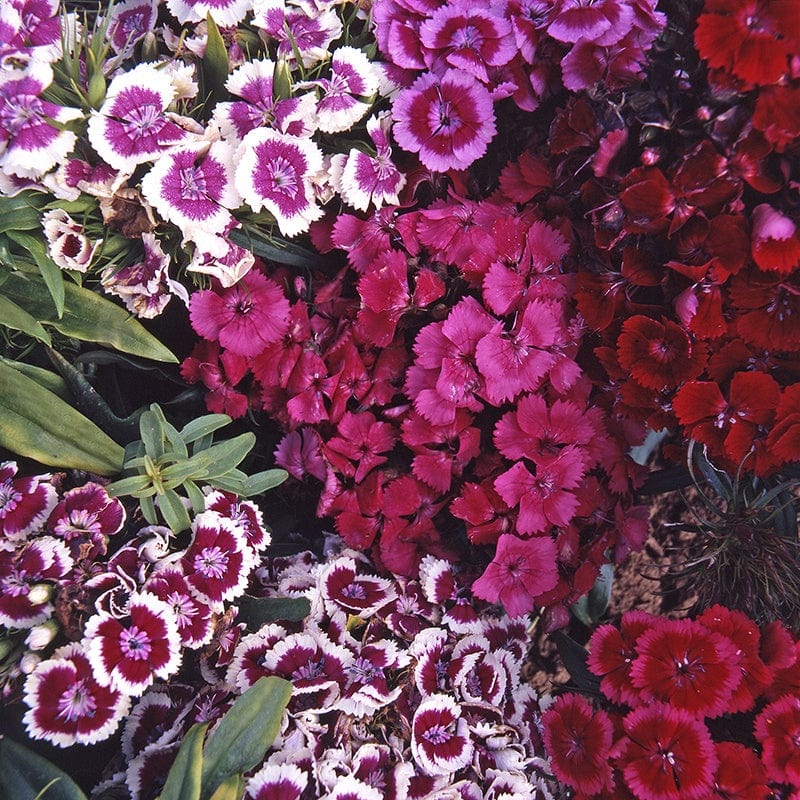 Sweet William Messenger Mix Flower Plants