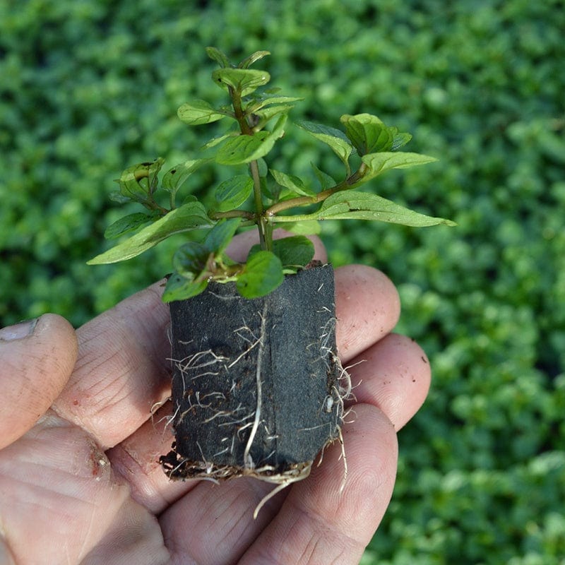 5 young plants Salad Burnett