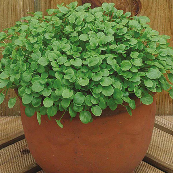 Potted plant with green leaves on a wooden surface