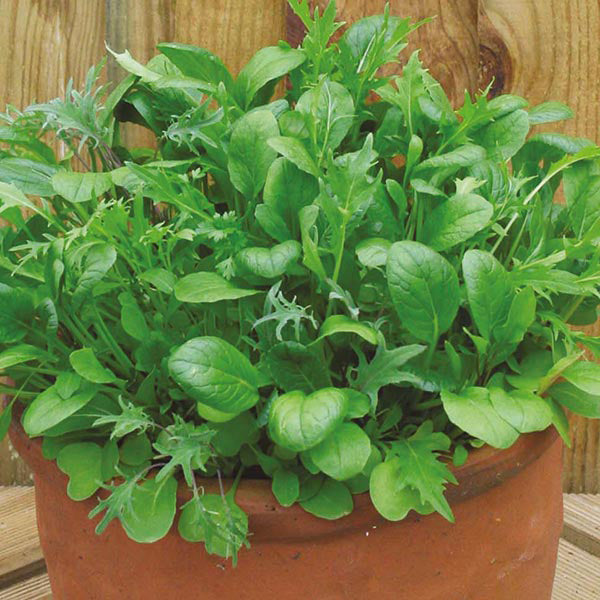 Potted plant with green leaves against a wooden background