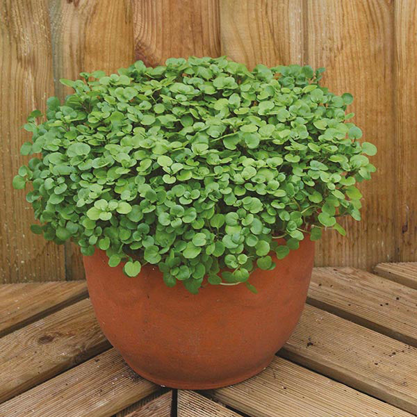 Potted plant on a wooden deck with a wooden wall background