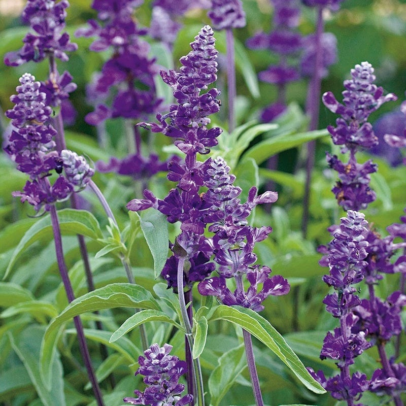 Salvia Blue Bedder Flower Seeds