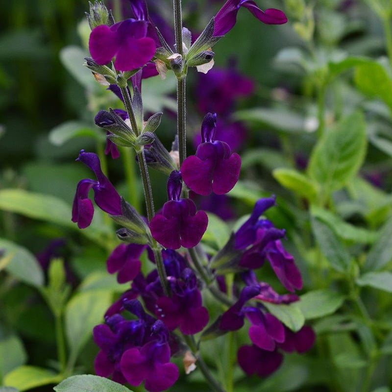 Salvia Flower Plants Collection