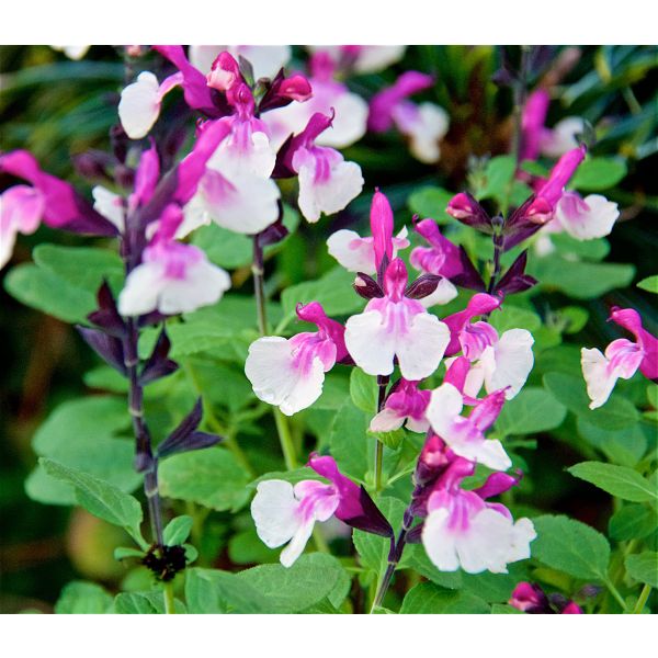 Salvia Melba Flower Plants Collection