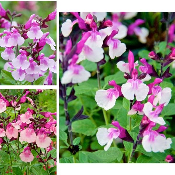 Salvia Melba Flower Plants Collection