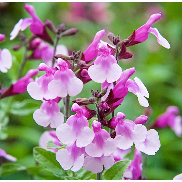 Close-up of pink and white flowers with a blurred green background