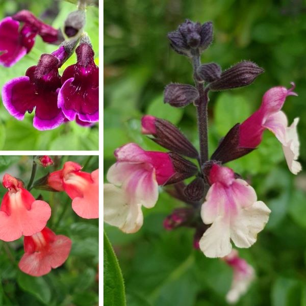 Collage of different Salvia splendens flowers in various colors with a green background.