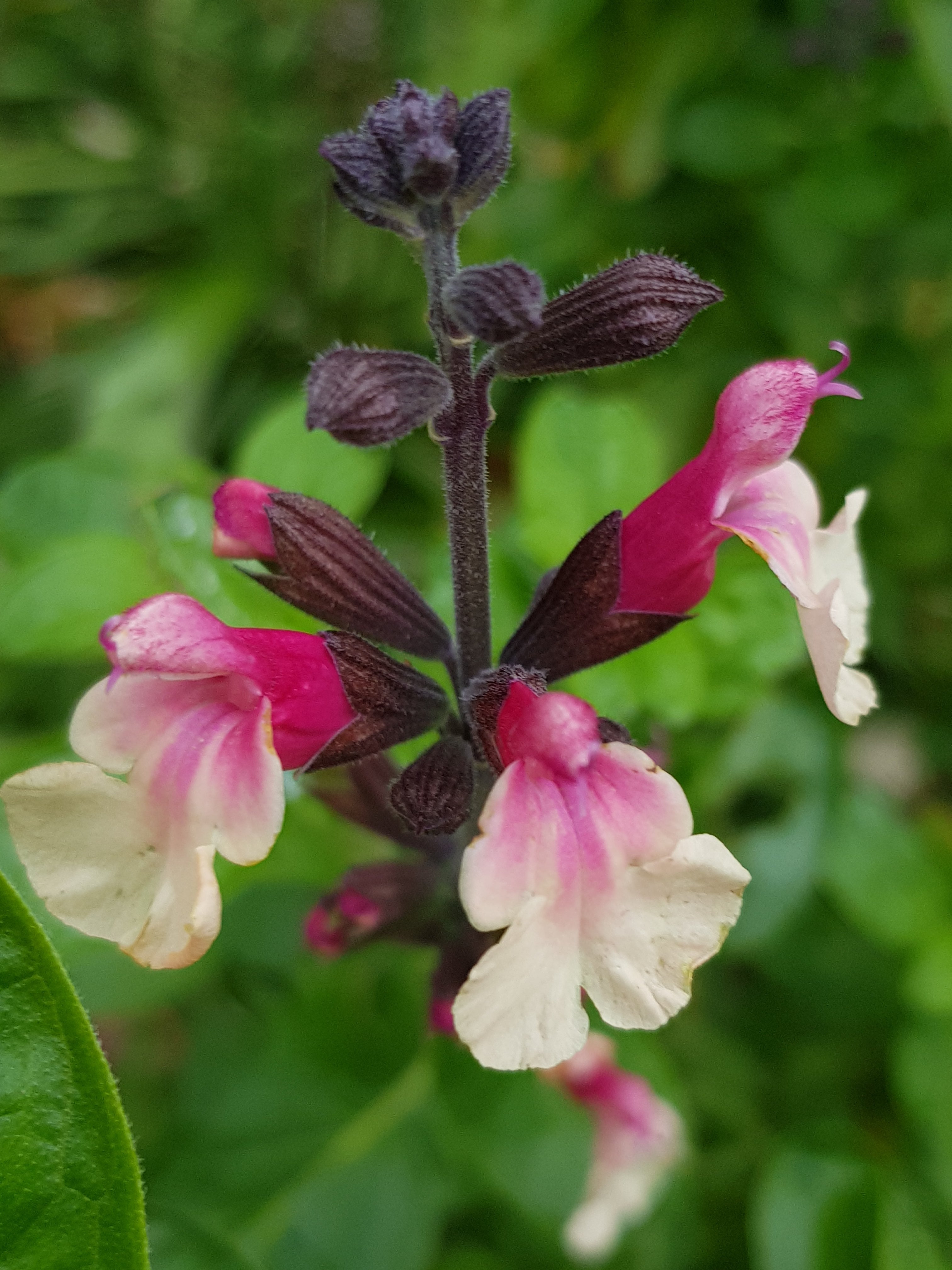 Close-up of pink and white flowers with green leaves in the background