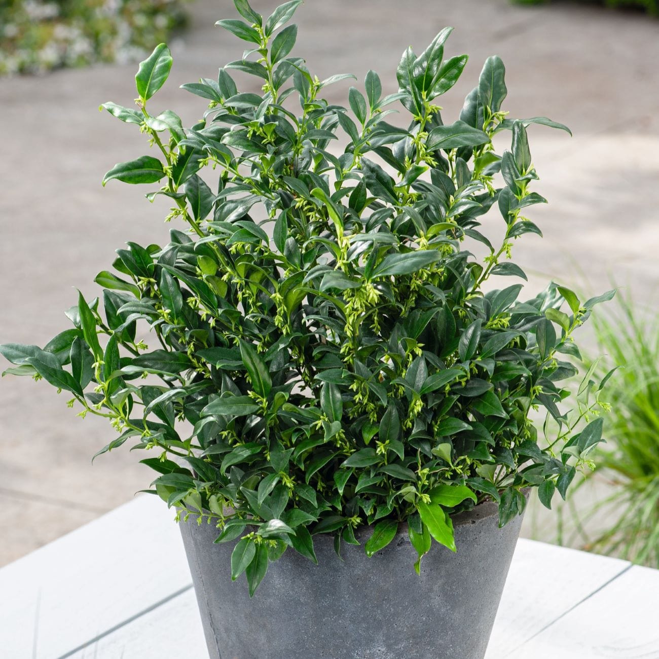 1 x 3 Litre Potted Plant Sarcococca confusa