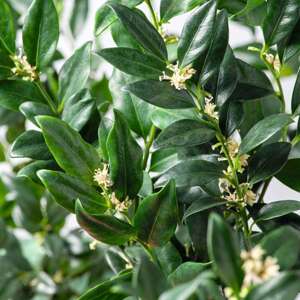 3 x 9cm Potted Plant Sarcococca confusa