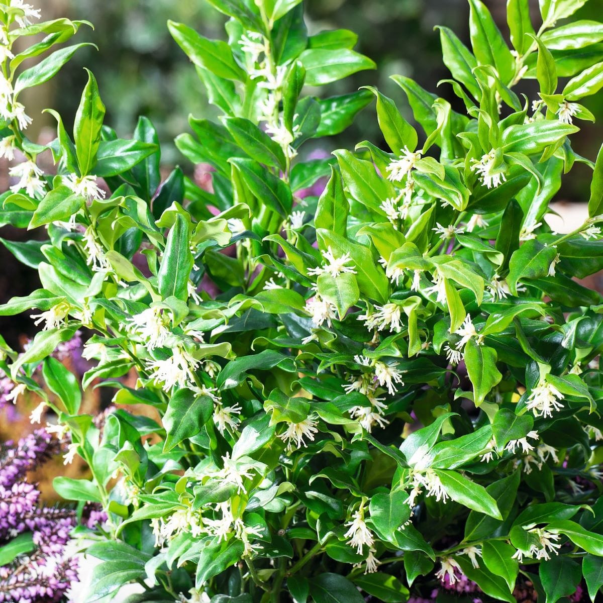 Sarcococca confusa