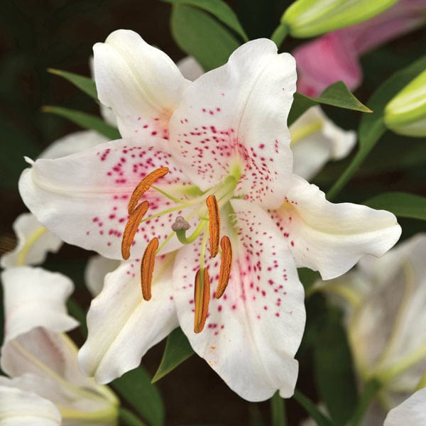 Scented Lily Bulb Flower Collection