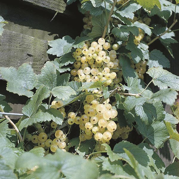 Season Long Currant Fruit Plant Collection