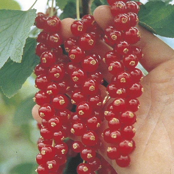 Season Long Currant Fruit Plant Collection