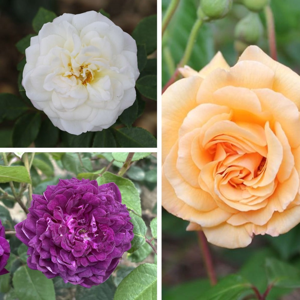 Shrub Rose Trio Plants Collection