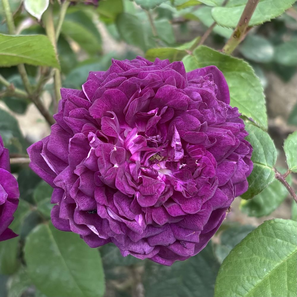 Shrub Rose Trio Plants Collection