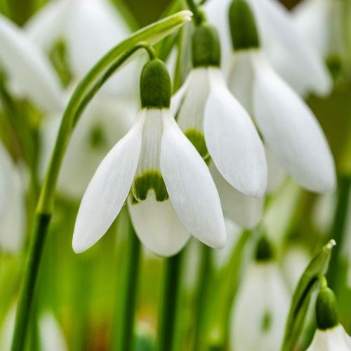 Single Snowdrops 'in the green'