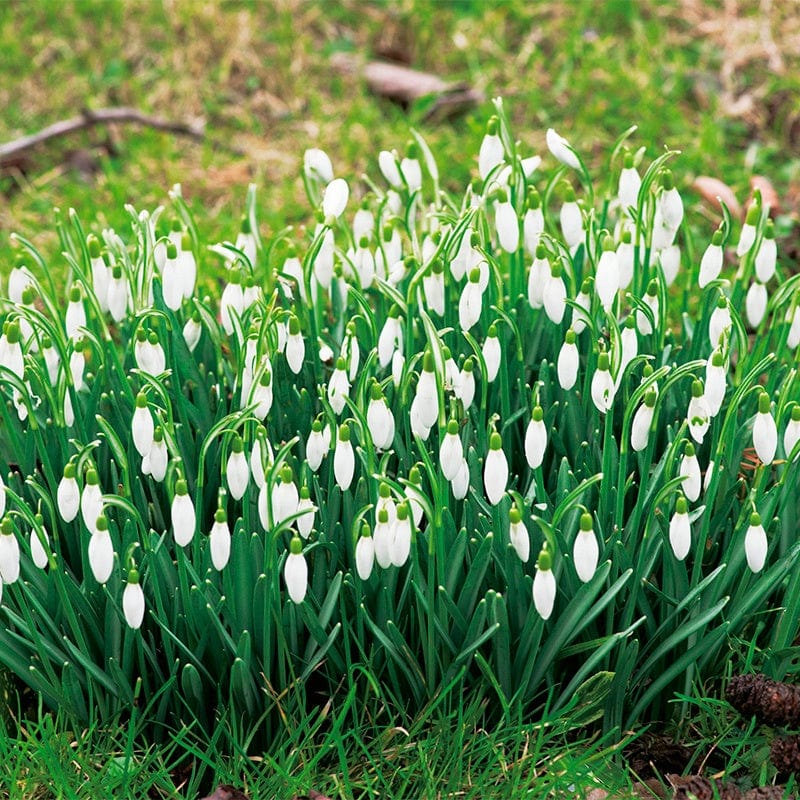 Single Snowdrops 'in the green'