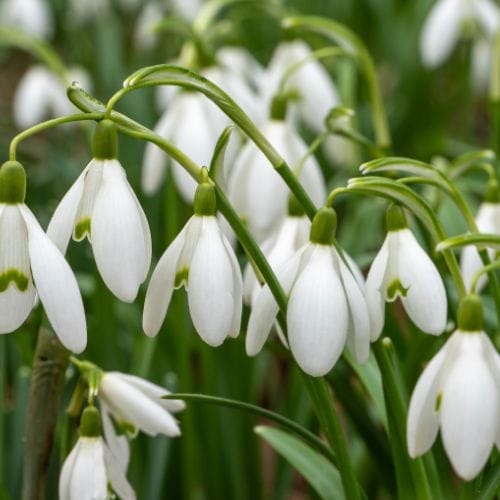 Snowdrop Bulbs