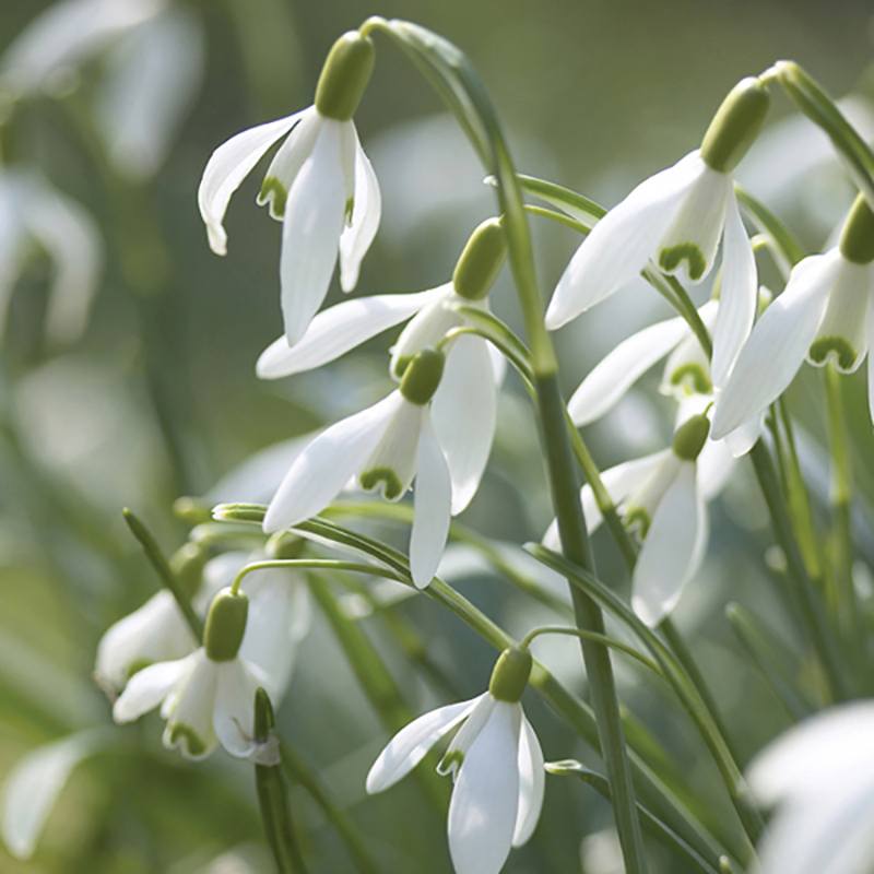 Snowdrop Bulbs