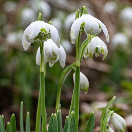 Snowdrop Bulbs