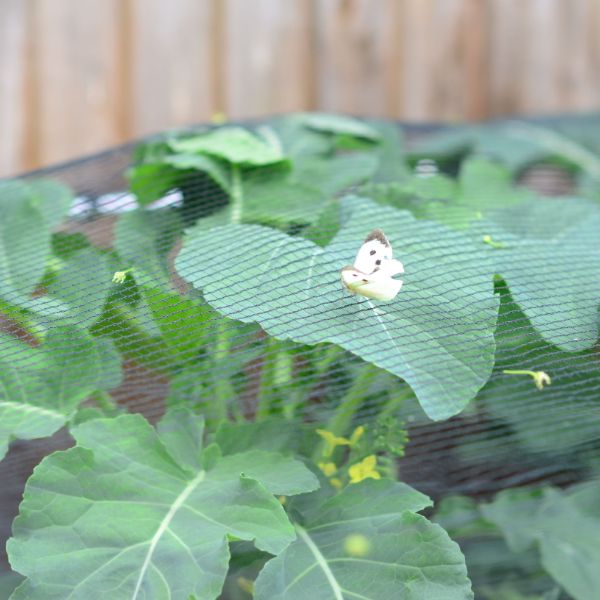 Butterfly Plant Protection Netting