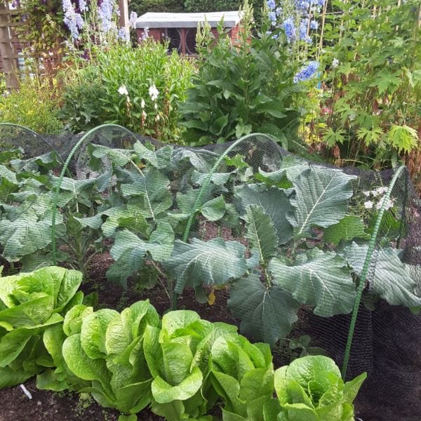 Butterfly Plant Protection Netting