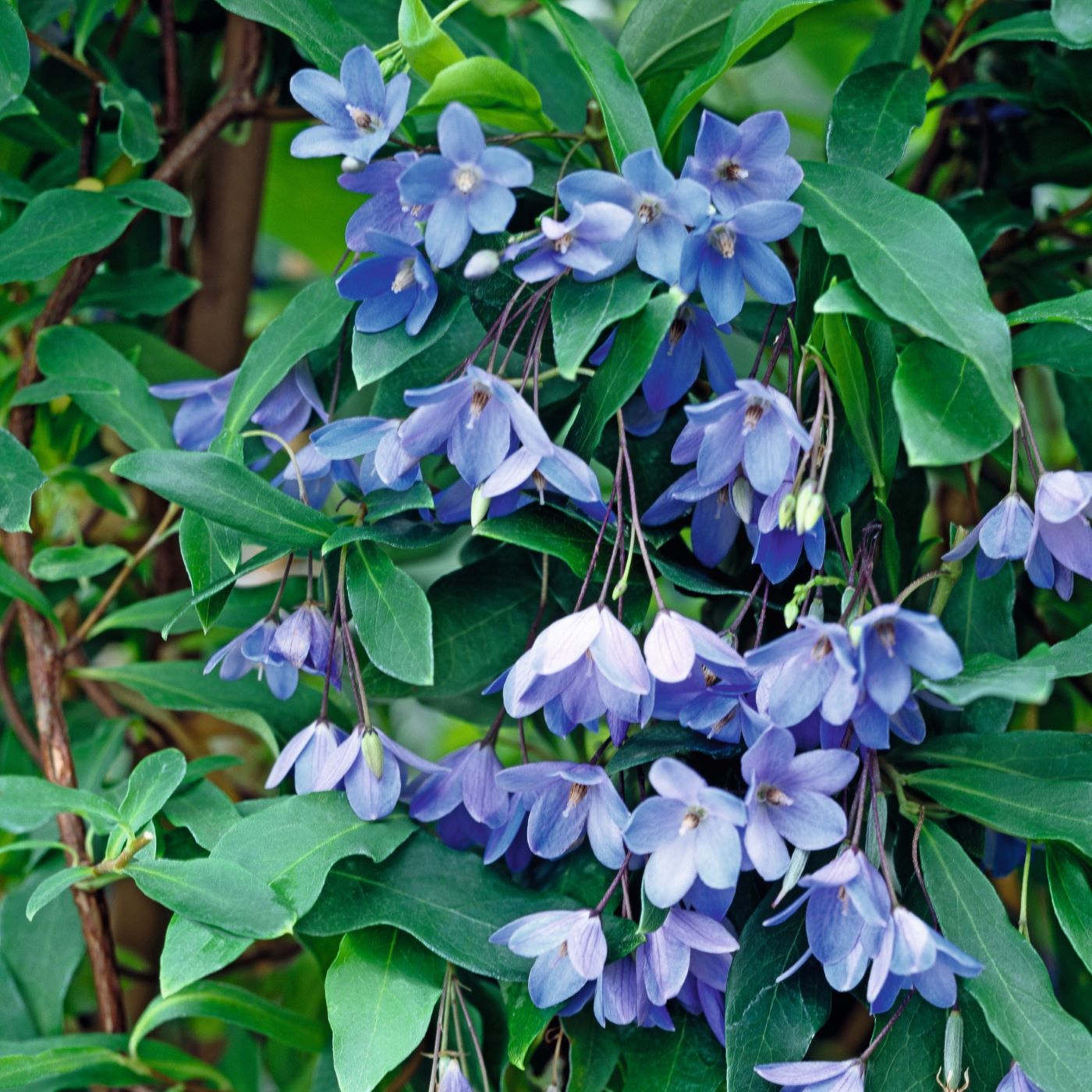 2 x 9cm Potted Plants Sollya heterophylla (Bluebell Creeper) Plants