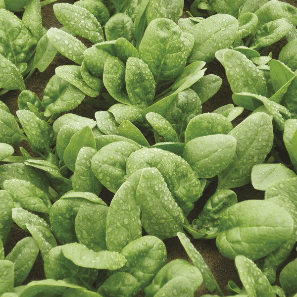 Spinach Cello F1 Seeds
