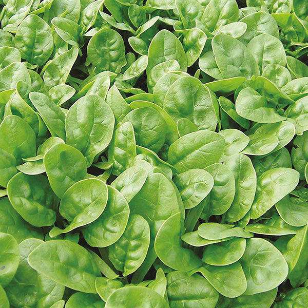 Close-up of fresh green spinach leaves