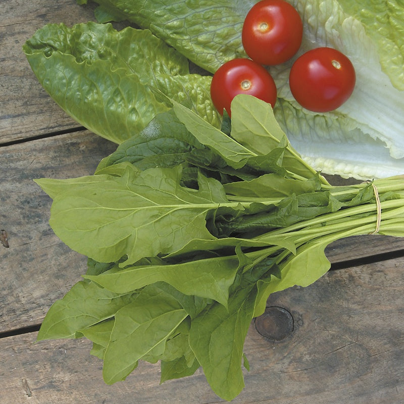 Bunch of fresh spinach with three red tomatoes on a wooden surface