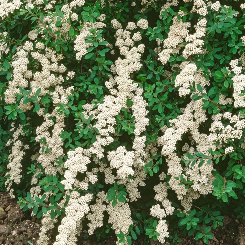 3 x 9cm Potted Plants Spiraea nipponica Snowmount Shrub Plants