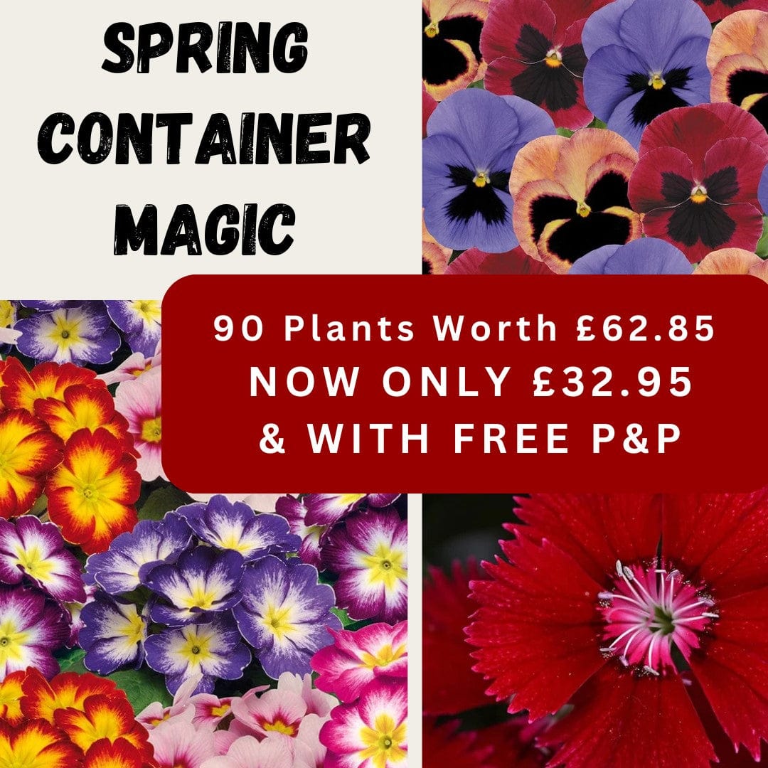 Spring Container Magic